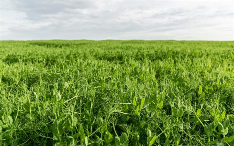 ALFALFA GRASS – The Green Super Tonic